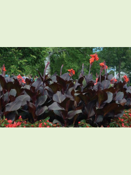 Canna tropicanna black