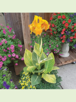 Canna tropicanna gold