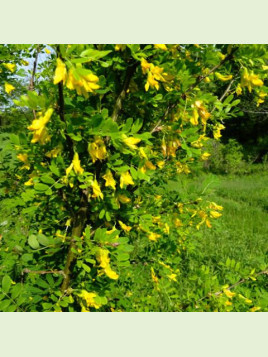 Caragana arborescens / Caraganier (acacia jaune)