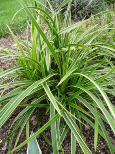 Carex morrowii 'Variegata' / Laîche