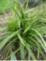 Carex morrowii 'Variegata' / Laîche