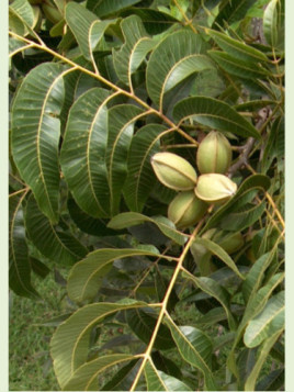 Carya illinoensis pawnee / Noix de pécan / Pacanier