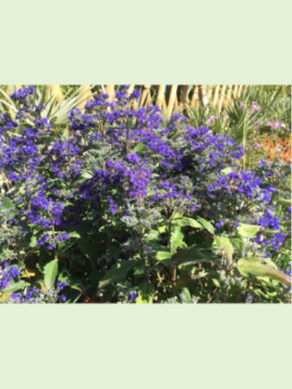 Caryopteris x clandonensis 'First choice' / Barbe-bleue