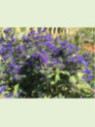 Caryopteris x clandonensis 'First choice' / Barbe-bleue