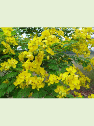 Cassia bicapsularis