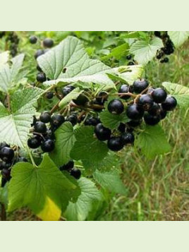 Ribes nigrum 'Géant de Boskoop' / Cassissier