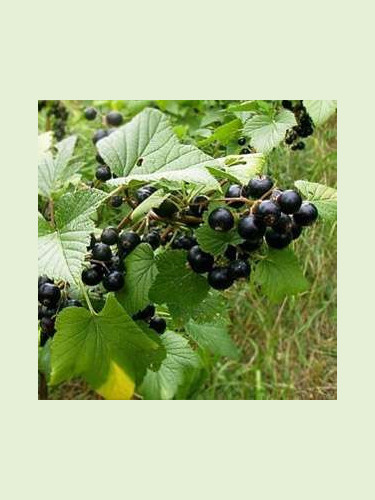 Ribes nigrum 'Géant de Boskoop' / Cassissier