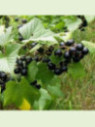 Ribes nigrum 'Géant de Boskoop' / Cassissier