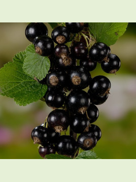 Ribes nigrum 'Titania' / Cassissier