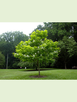 Catalpa bignonioides / Catalpa commun