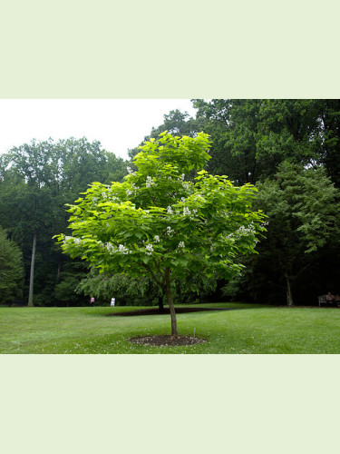 Catalpa bignonioides / Catalpa commun