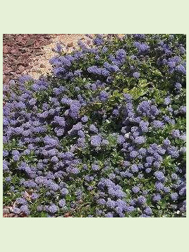 Ceanothus thyrsiflorus 'Repens' / Céanothe