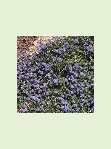 Ceanothus thyrsiflorus 'Repens' / Céanothe