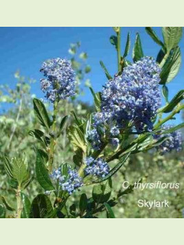 Ceanothus thyrsiflorus 'Skylark' / Céanothe