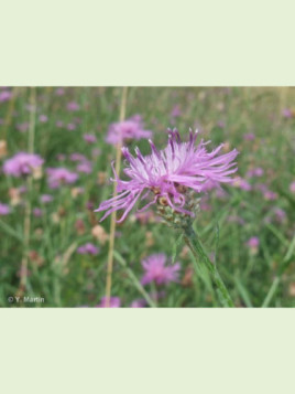 Centaurea jacea timbalii / Centaurée de Timbal