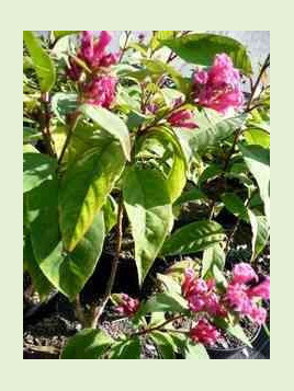 Cestrum fasciculatum 'newelii'