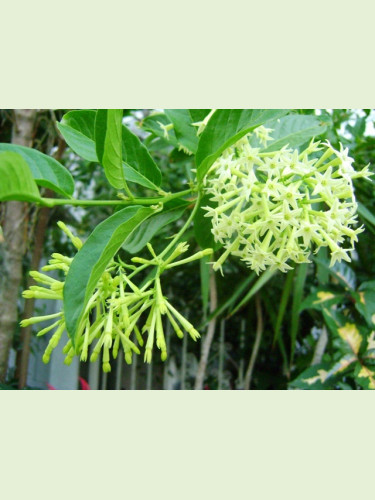 Cestrum nocturnum / Jasmin de Nuit