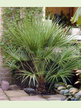 Chamaerops humilis / Palmier nain