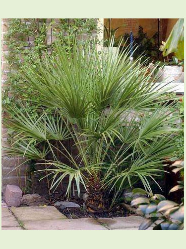 Chamaerops humilis / Palmier nain