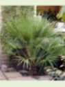 Chamaerops humilis / Palmier nain