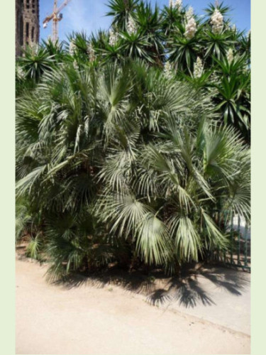 Chamaerops humilis / Palmier nain