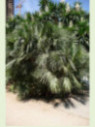 Chamaerops humilis / Palmier nain