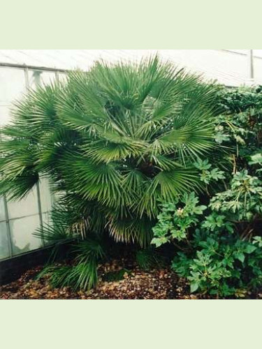 Chamaerops humilis / Palmier nain