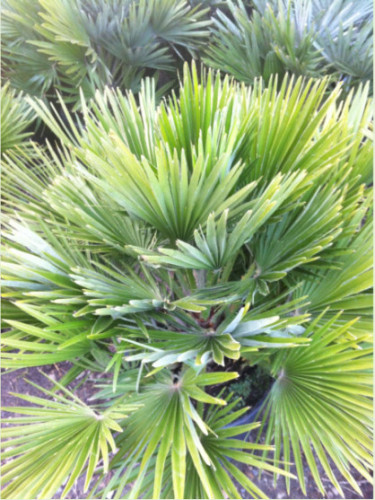 Chamaerops humilis 'Vulcano' / Palmier nain (compact)