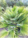 Chamaerops humilis 'Vulcano' / Palmier nain (compact)