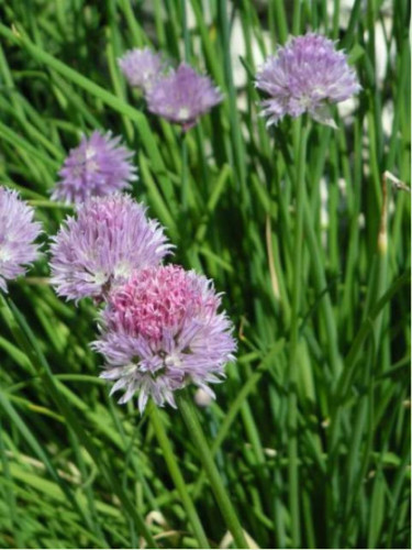 Allium schoenoprasum / Ciboulette commune