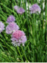 Allium schoenoprasum / Ciboulette commune