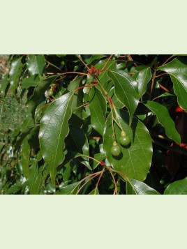 Cinnamomum camphora / Camphrier