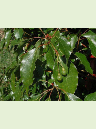 Cinnamomum camphora / Camphrier