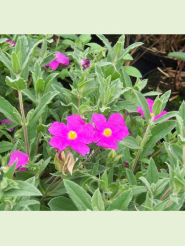 Cistus Pulverulentus 'sunset'