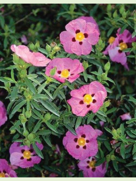 Cistus X 'Purpureus'