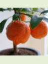 Citrus x limonia 'di Rangpur' / Citronnier limette rouge