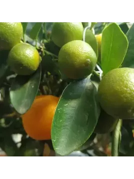 Citrus mitis / Calamondin