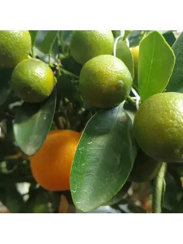 Citrus mitis / Calamondin