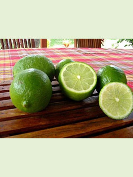 Citrus latifolia Bearss / Citronnier vert lime de Tahiti