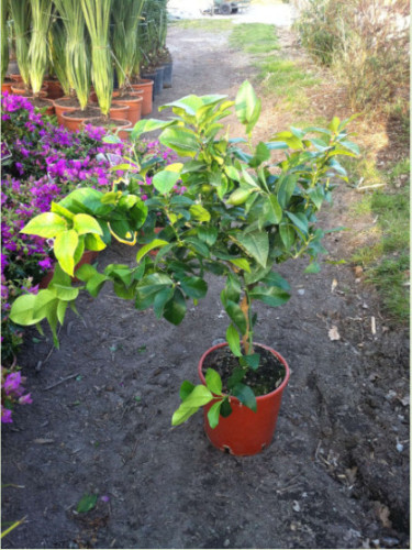 Citrus latifolia Bearss / Citronnier vert lime de Tahiti