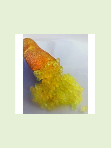 Microcitrus x austalasica 'Yellow'  / Citron Caviar