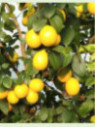 Citrus x 'Meyeri' / Citronnier jaune