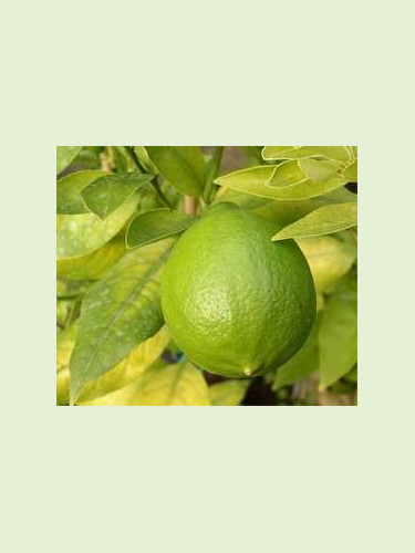 Citrus x 'Meyeri' / Citronnier jaune