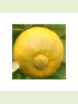 Citrus limetta 'Pursha' / Citronnier limette jaune