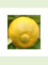 Citrus limetta 'Pursha' / Citronnier limette jaune