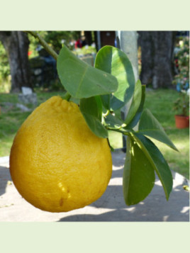 Citrus limon × Citrus paradisi 'Lipo' / Citronnier