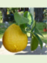 Citrus limon × Citrus paradisi 'Lipo' / Citronnier