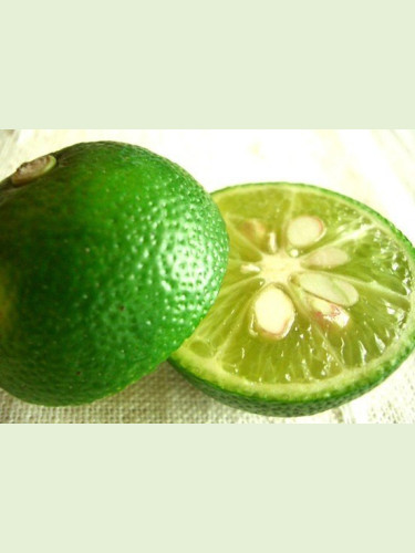 Citrus 'Sudachi' / Citronnier lime Japonais