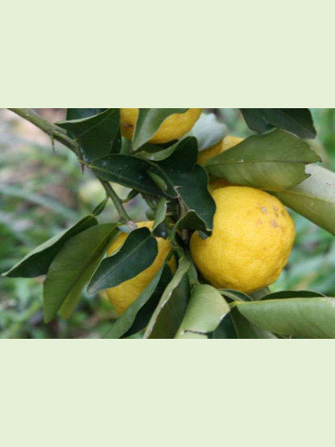 Citrus juno 'Yuzu N°3' / Citronnier Japonais