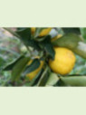 Citrus juno 'Yuzu' / Citronnier Japonais